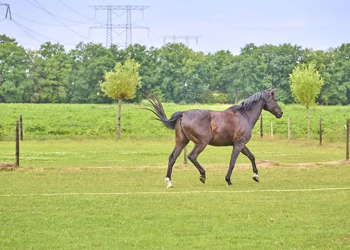 Semesterbostad De Vrije Vogel